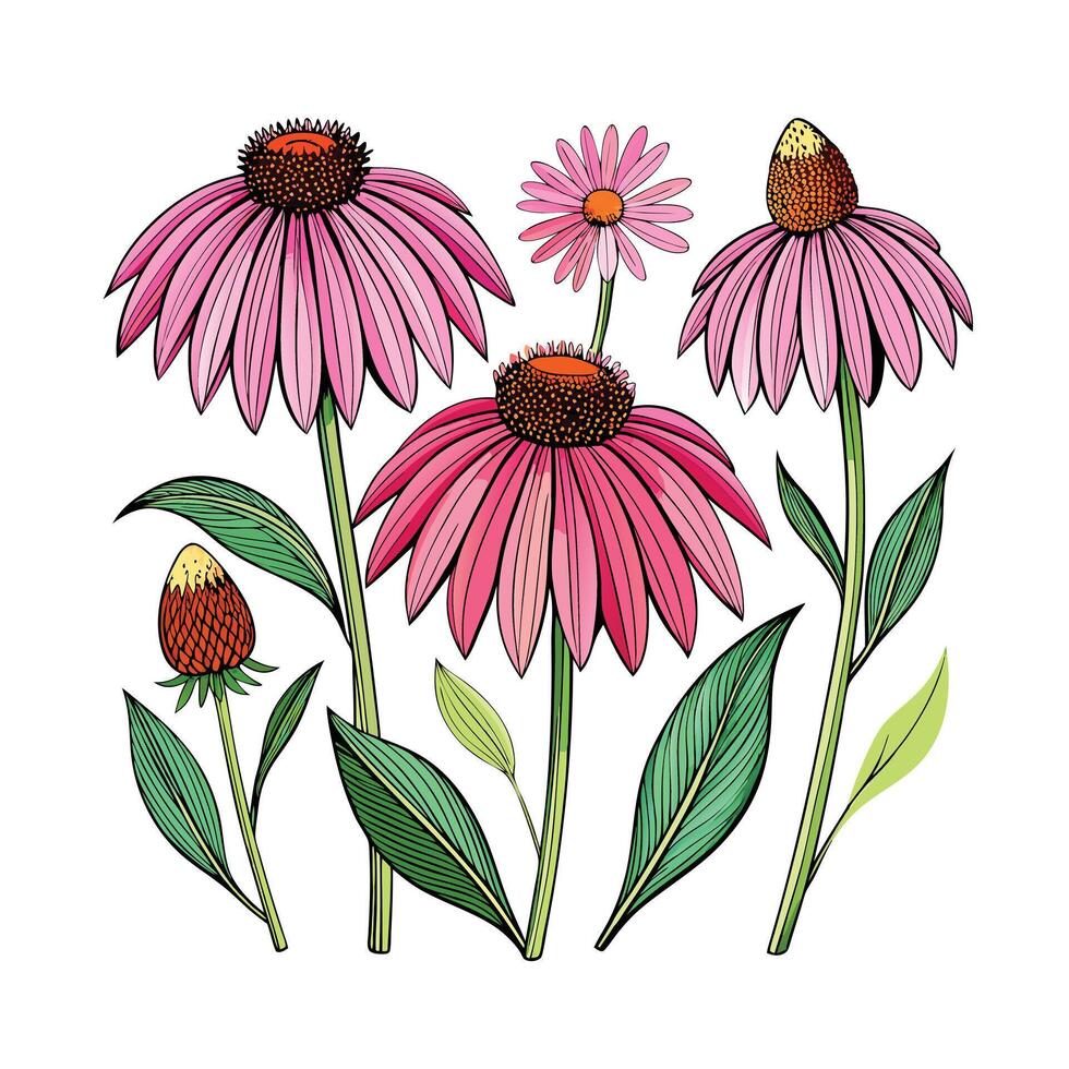 Realistic Beautiful Herbs Illustration vector