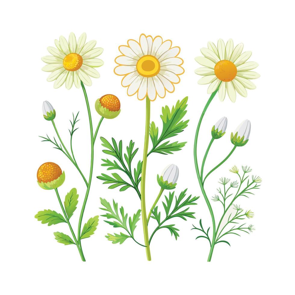 Realistic Beautiful Herbs Illustration vector