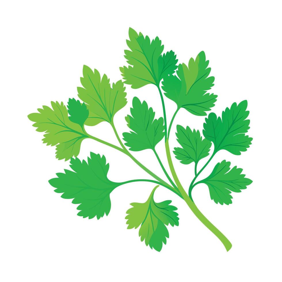 Realistic Beautiful Herbs Illustration vector