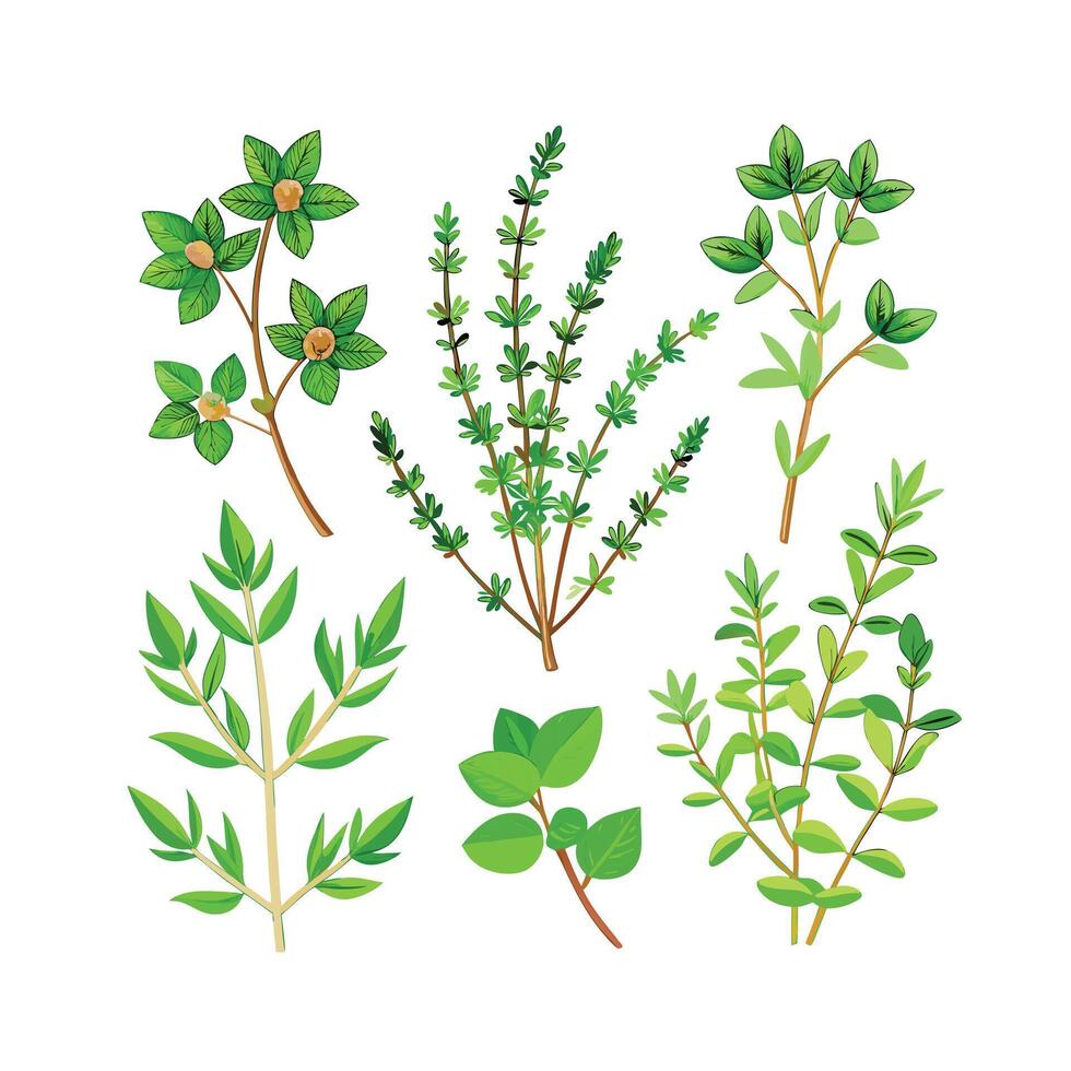 Realistic Beautiful Herbs Illustration vector