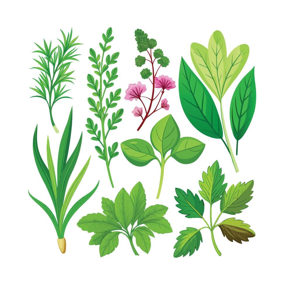 Realistic Beautiful Herbs Illustration vector