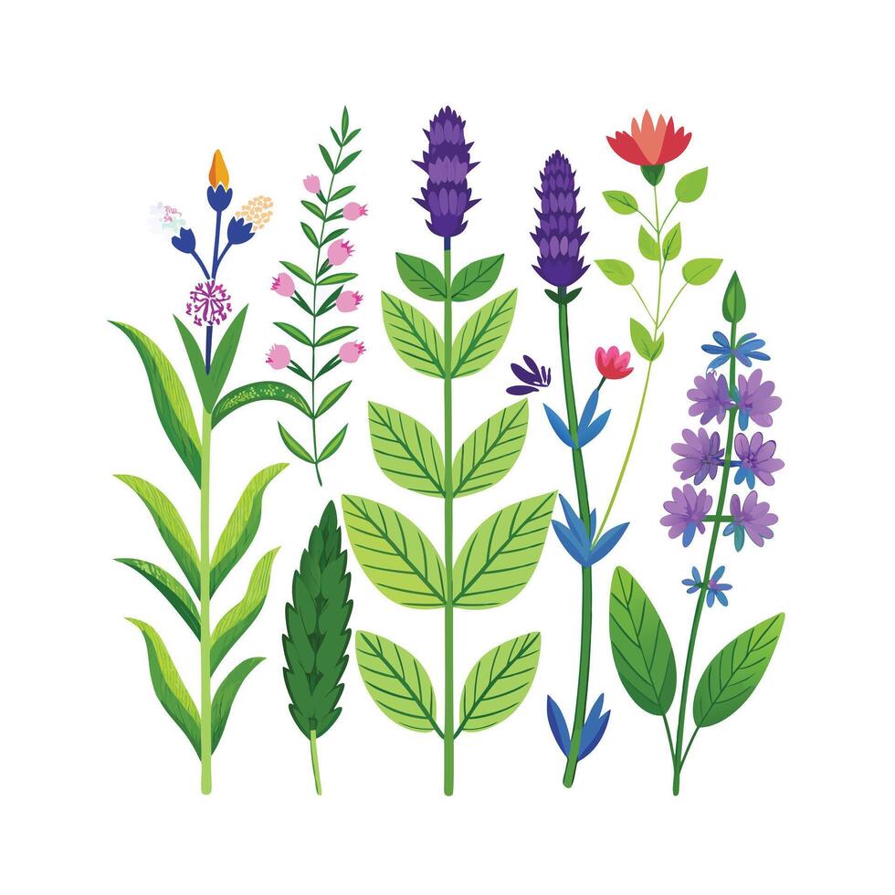 Realistic Beautiful Herbs Illustration vector