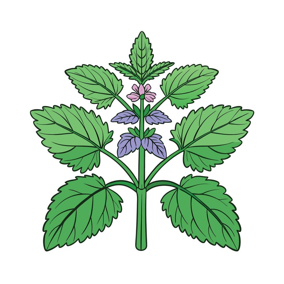 Realistic Beautiful Herbs Illustration vector