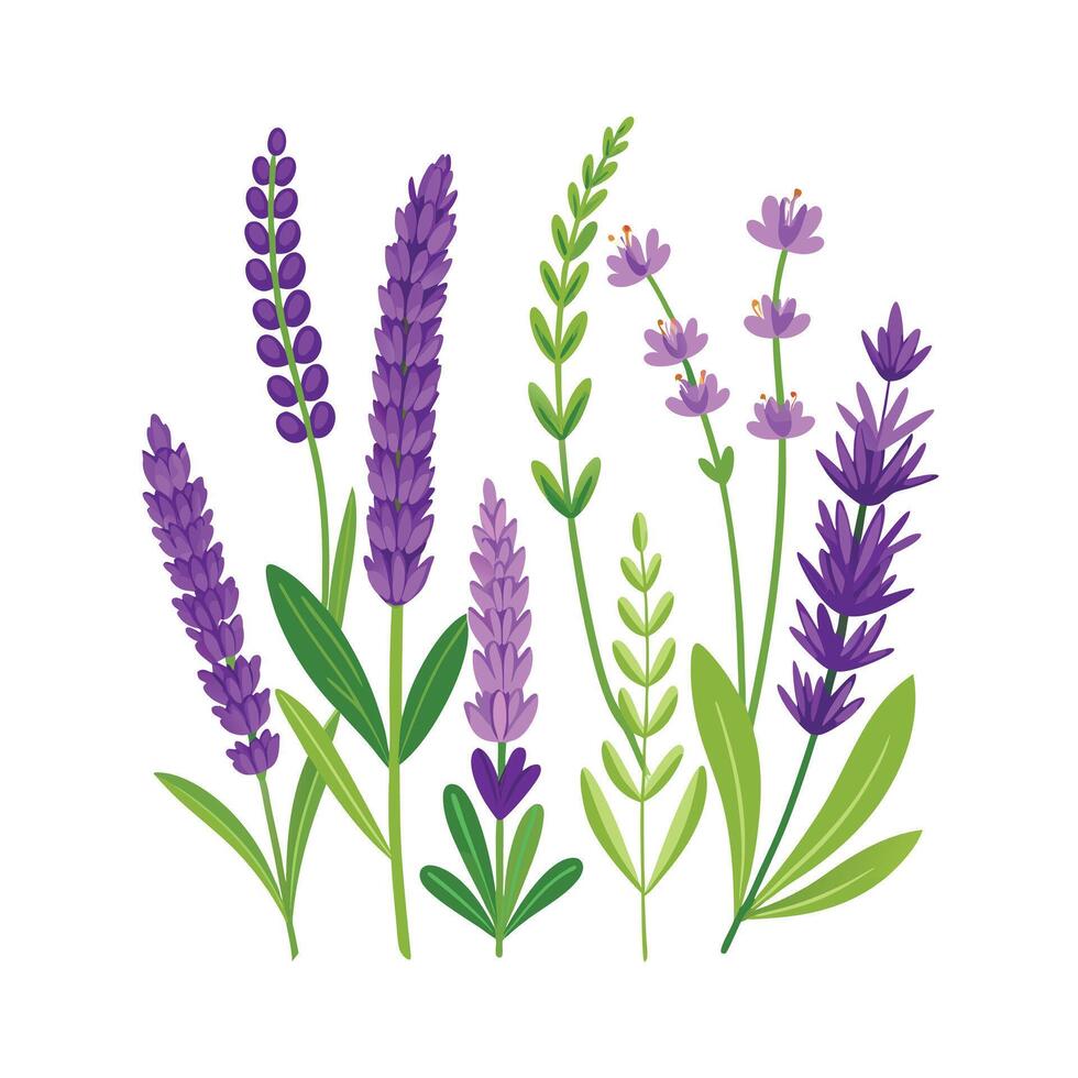 Realistic Beautiful Herbs Illustration vector