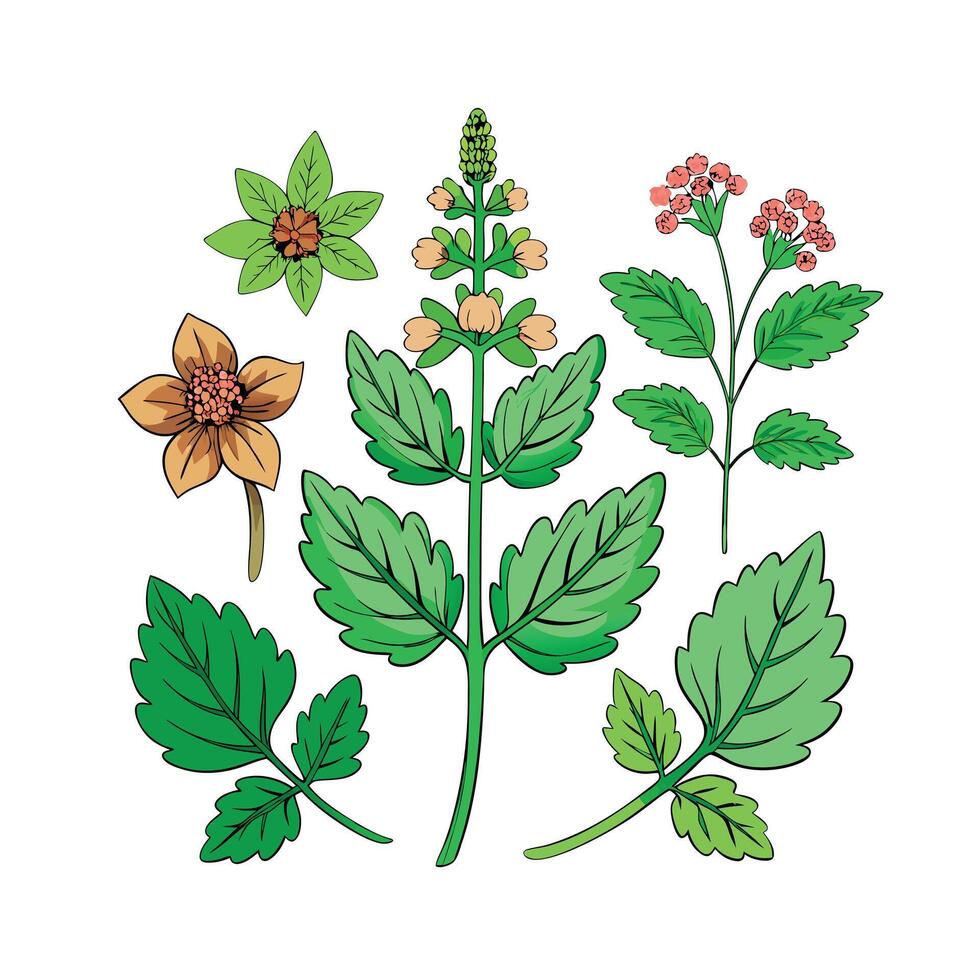 Realistic Beautiful Herbs Illustration vector
