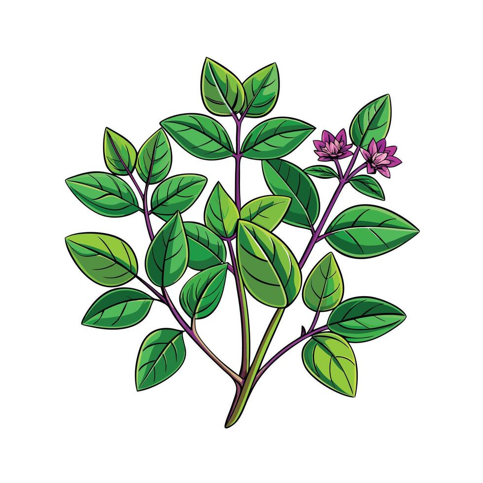 Realistic Beautiful Herbs Illustration vector