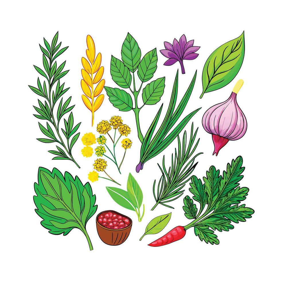 Realistic Beautiful Herbs Illustration vector
