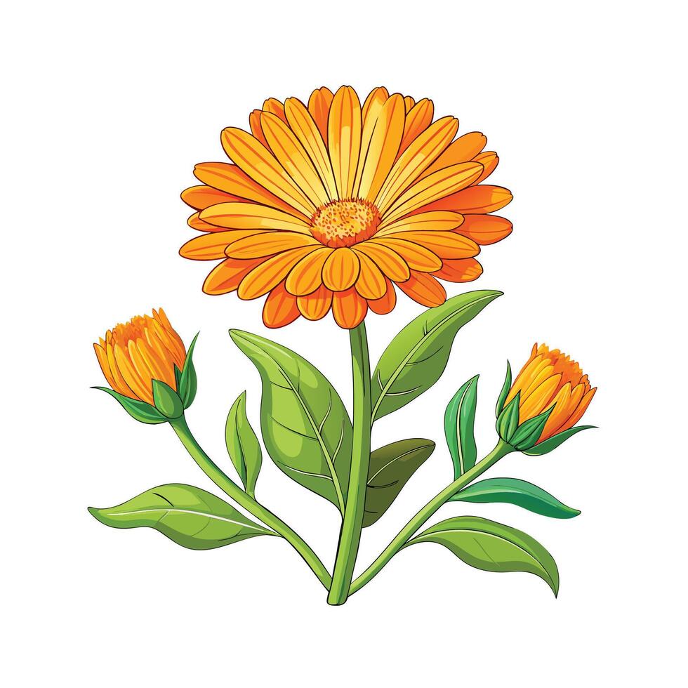 Realistic Beautiful Herbs Illustration vector