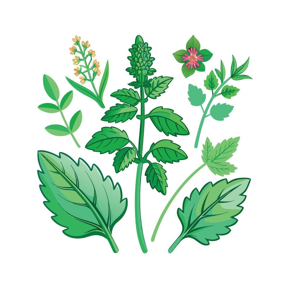 Realistic Beautiful Herbs Illustration vector
