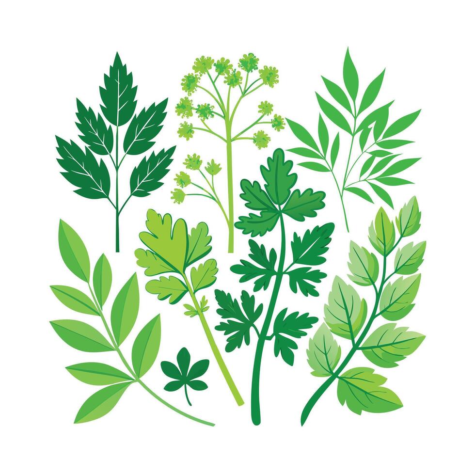Realistic Beautiful Herbs Illustration vector