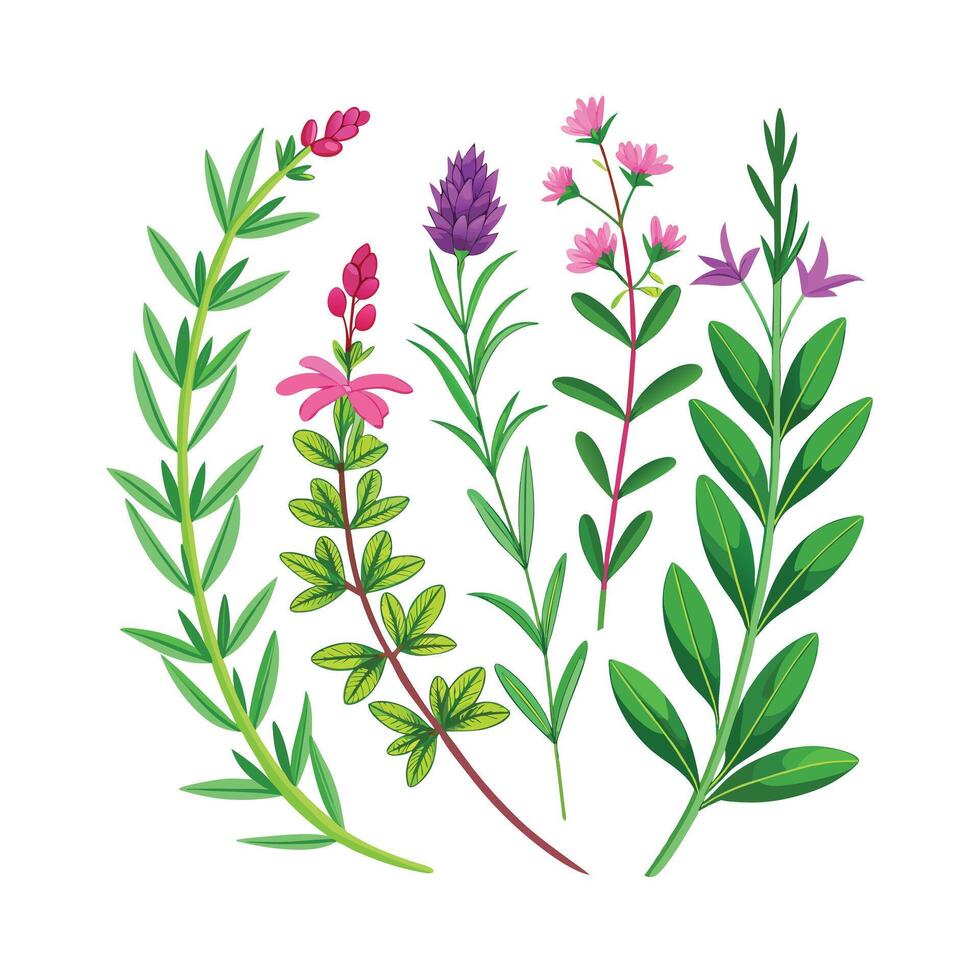 Realistic Beautiful Herbs Illustration vector