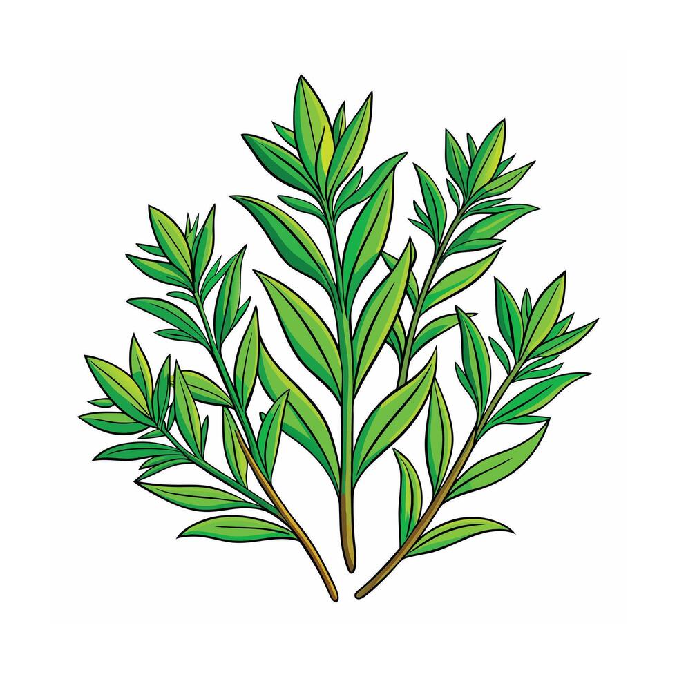 Realistic Beautiful Herbs Illustration vector
