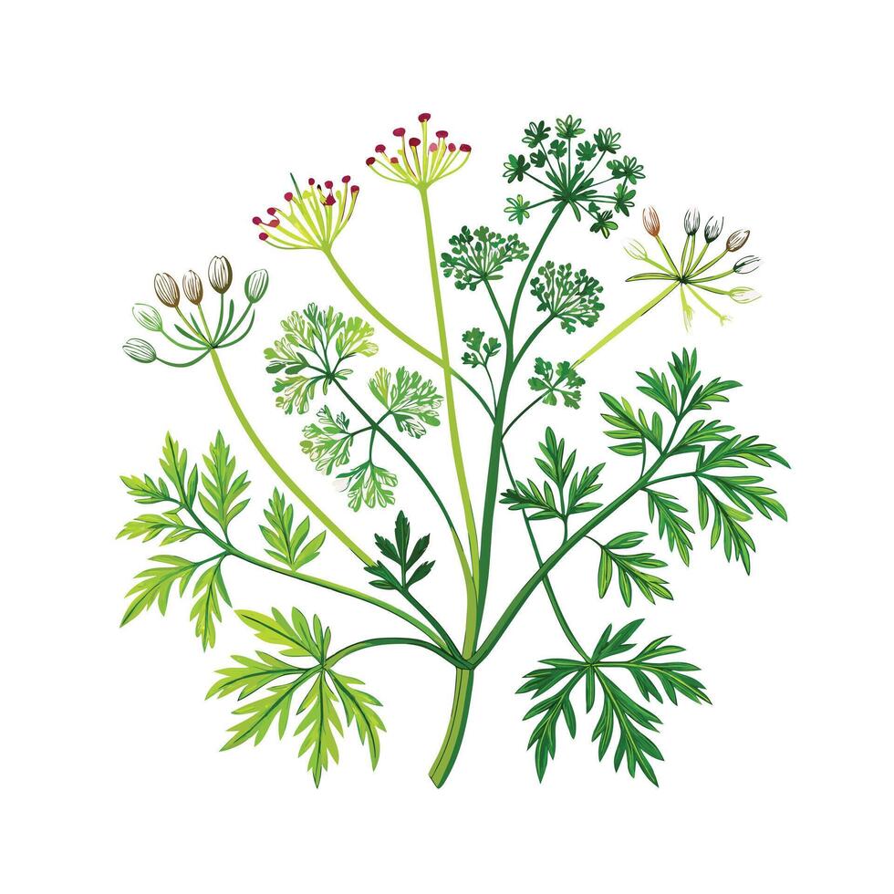 Realistic Beautiful Herbs Illustration vector