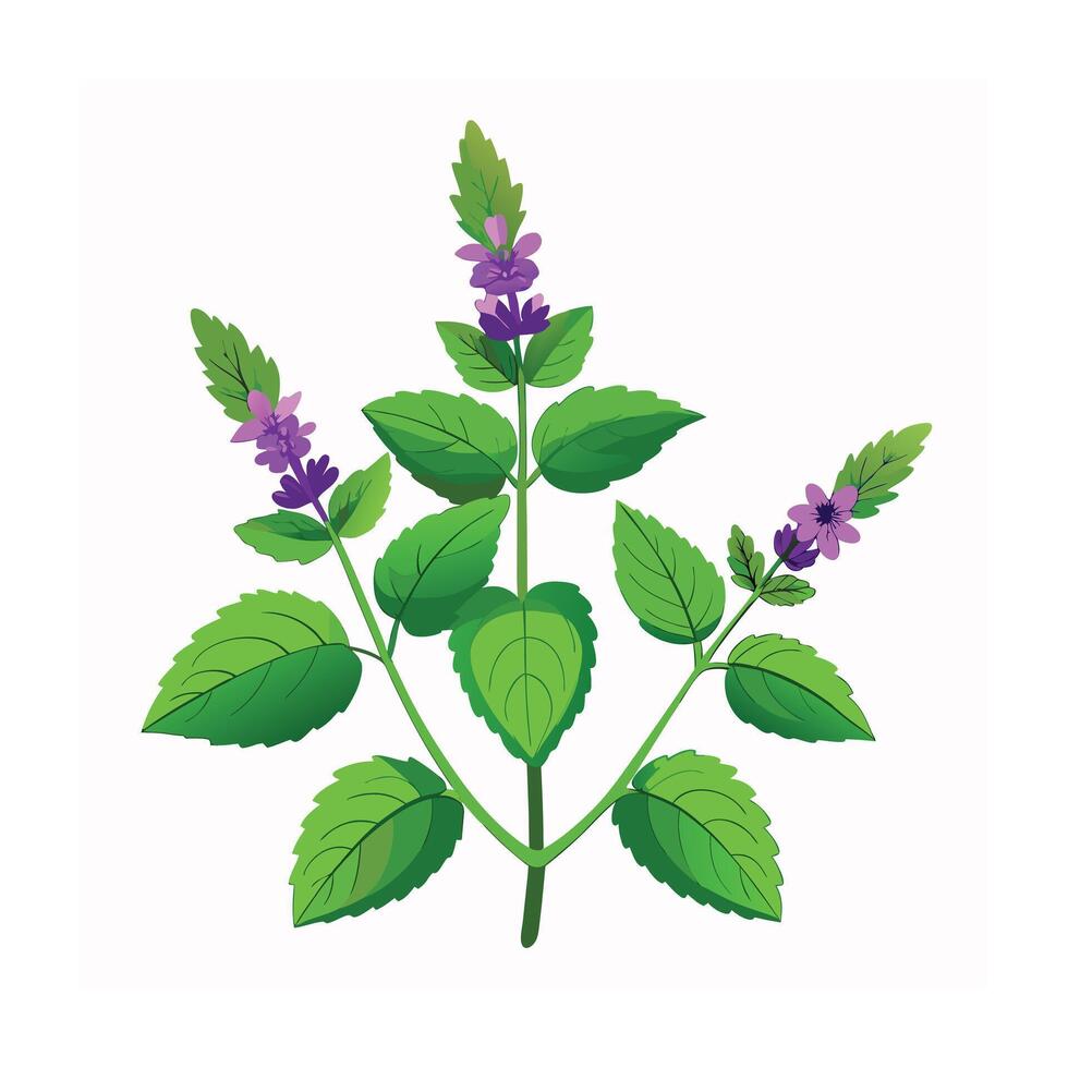 Realistic Beautiful Herbs Illustration vector