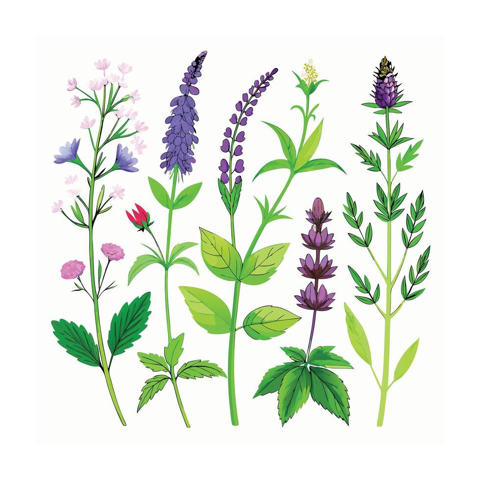 Realistic Beautiful Herbs Illustration vector