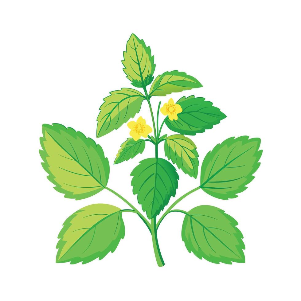 Realistic Beautiful Herbs Illustration vector