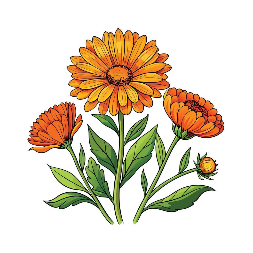 Realistic Beautiful Herbs Illustration vector