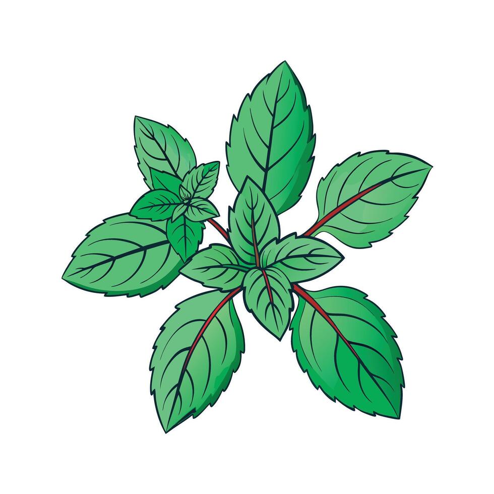 Realistic Beautiful Herbs Illustration vector