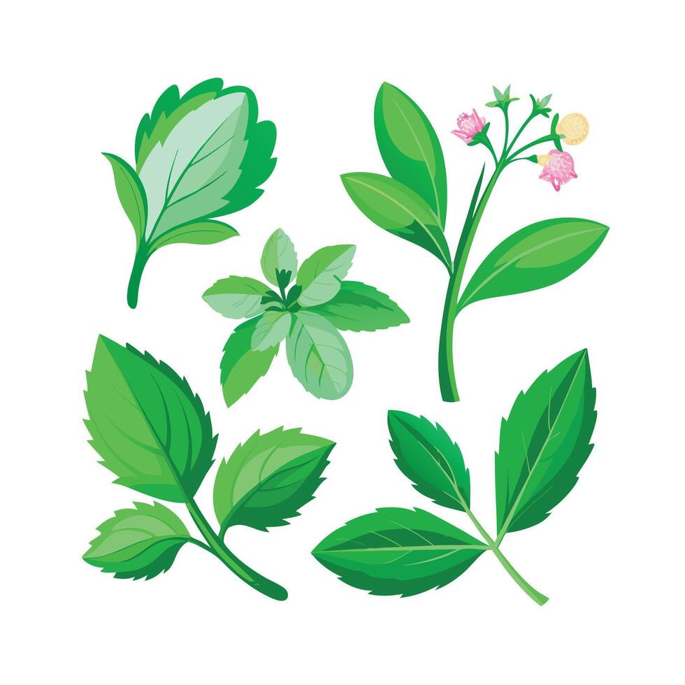Realistic Beautiful Herbs Illustration vector