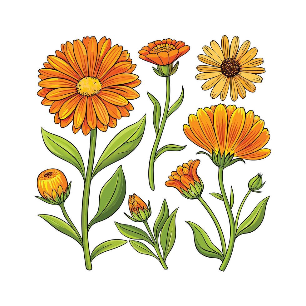 Realistic Beautiful Herbs Illustration vector