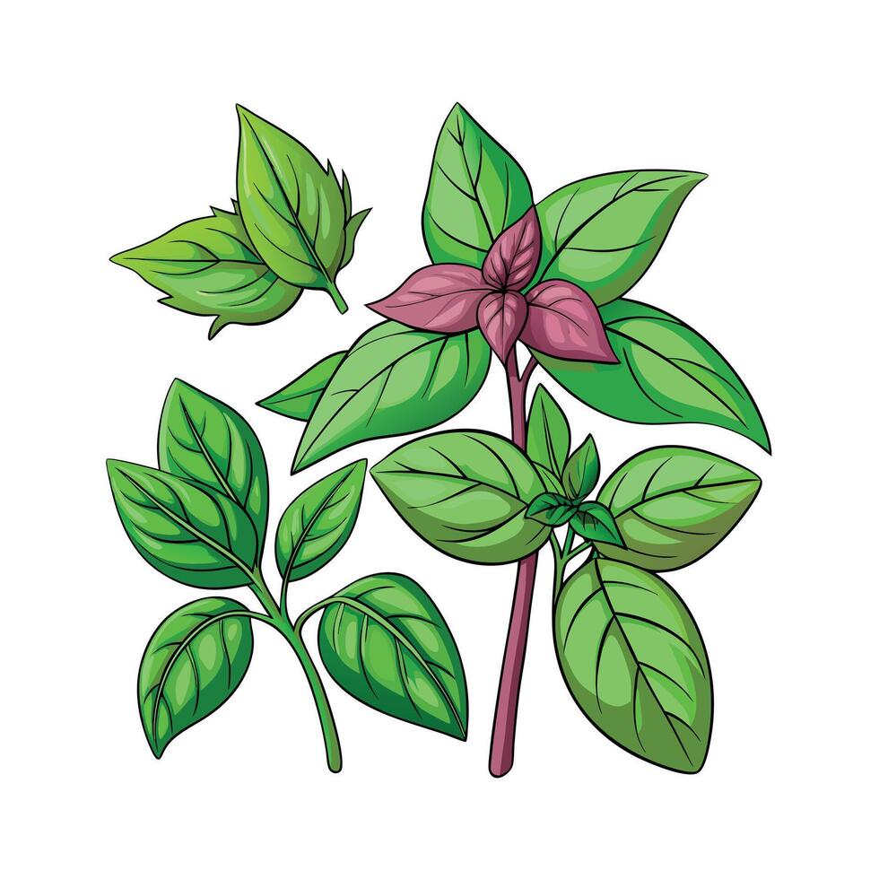 Realistic Beautiful Herbs Illustration vector