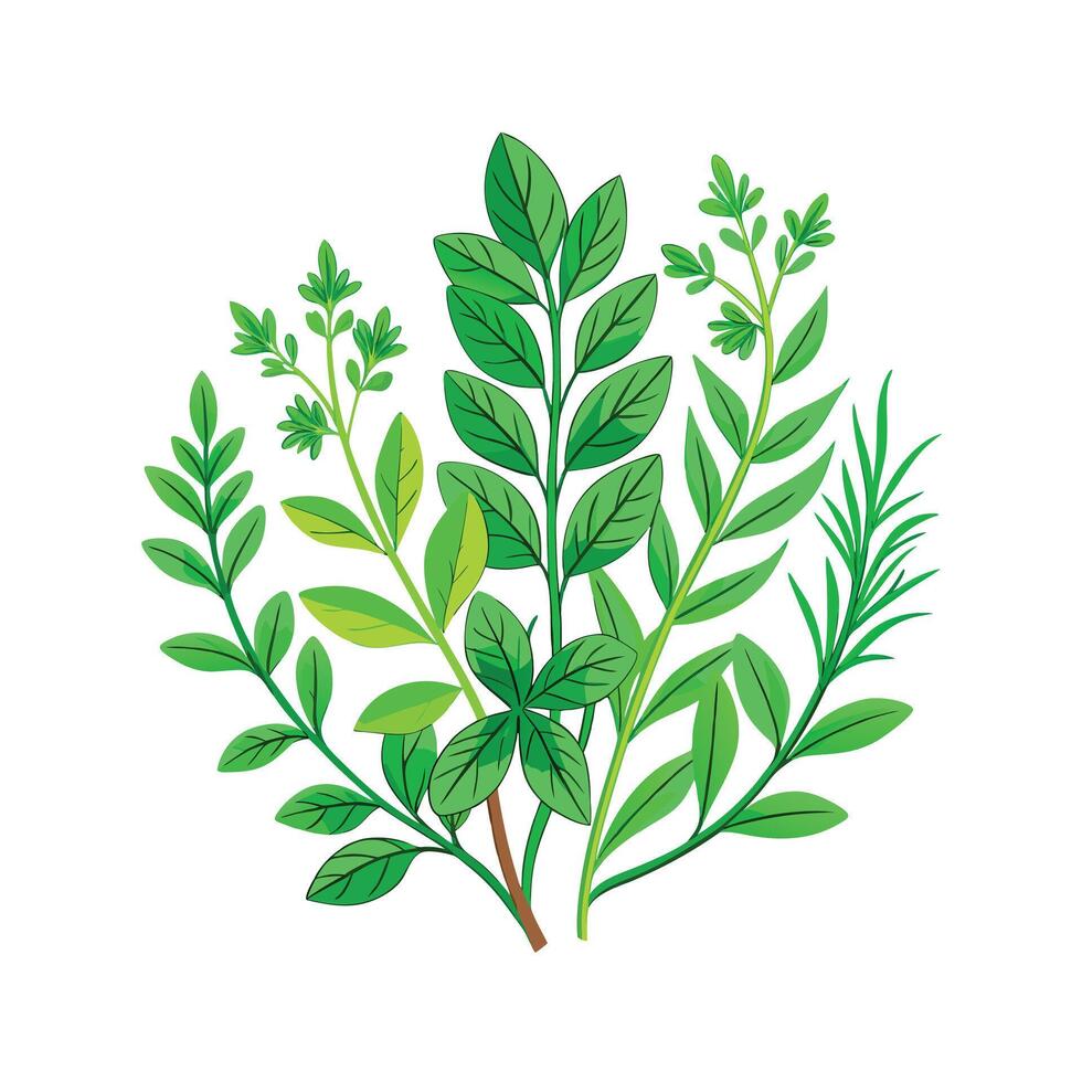 Realistic Beautiful Herbs Illustration vector