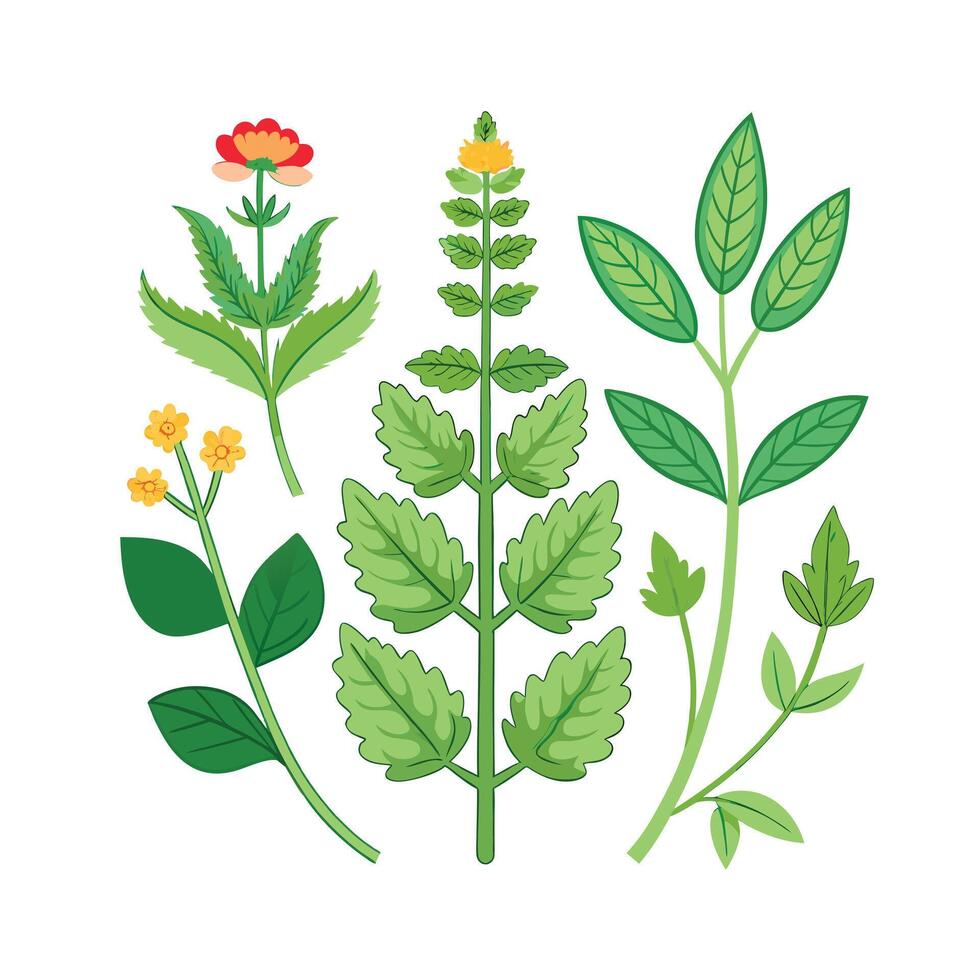 Realistic Beautiful Herbs Illustration vector