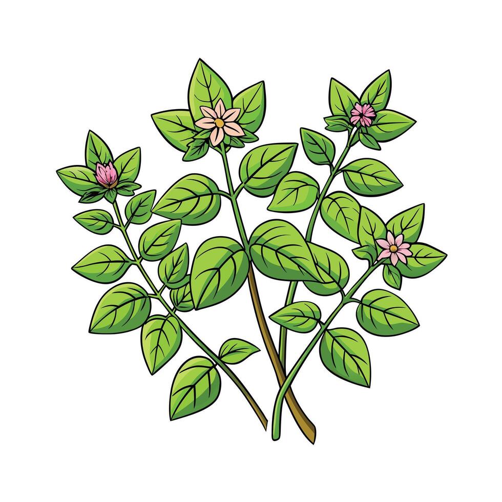 Realistic Beautiful Herbs Illustration vector