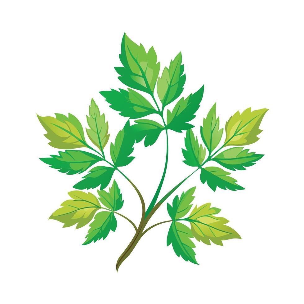 Realistic Beautiful Herbs Illustration vector