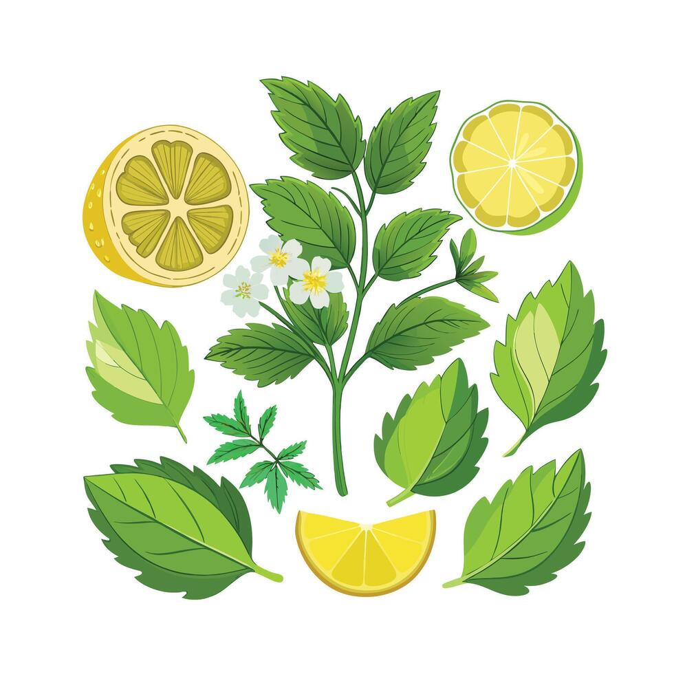 Realistic Beautiful Herbs Illustration vector