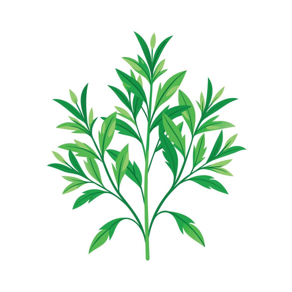 Realistic Beautiful Herbs Illustration vector