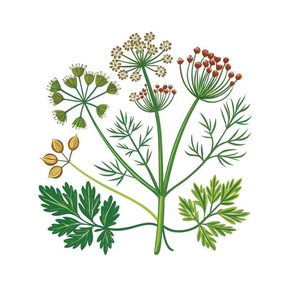 Realistic Beautiful Herbs Illustration vector