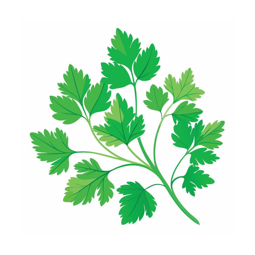 Realistic Beautiful Herbs Illustration vector