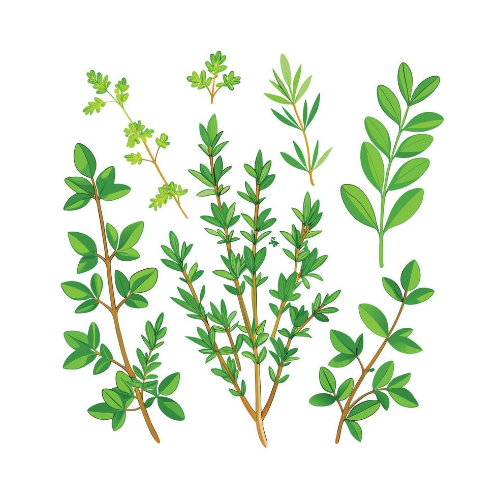 Realistic Beautiful Herbs Illustration vector