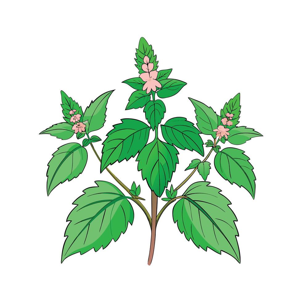 Realistic Beautiful Herbs Illustration vector