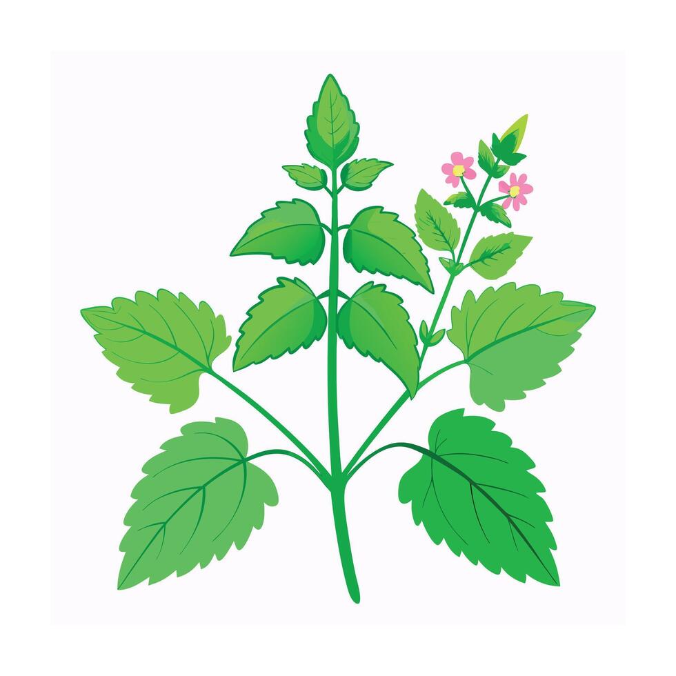 Realistic Beautiful Herbs Illustration vector