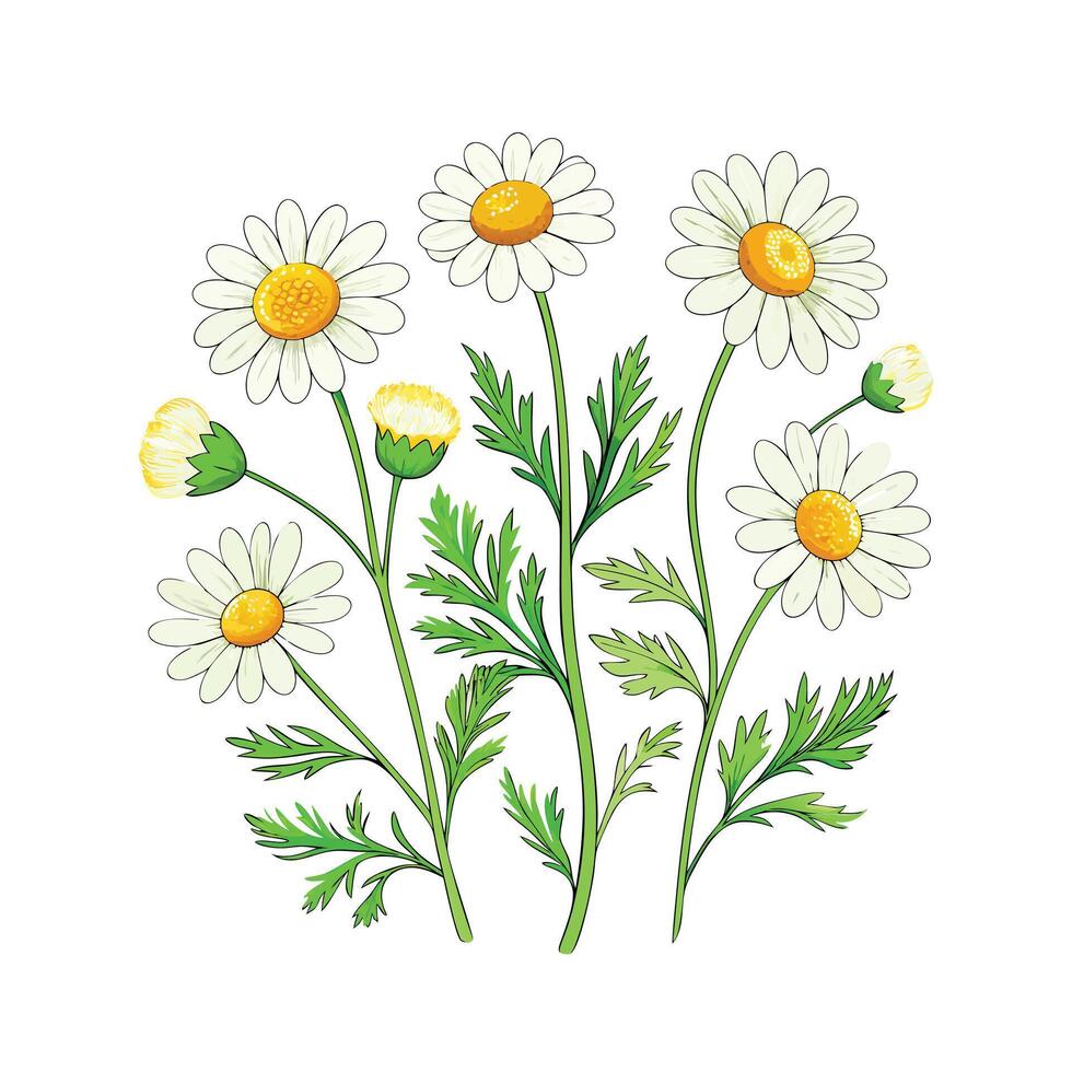 Realistic Beautiful Herbs Illustration vector