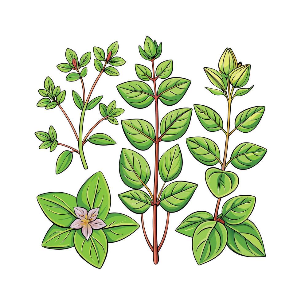 Realistic Beautiful Herbs Illustration vector