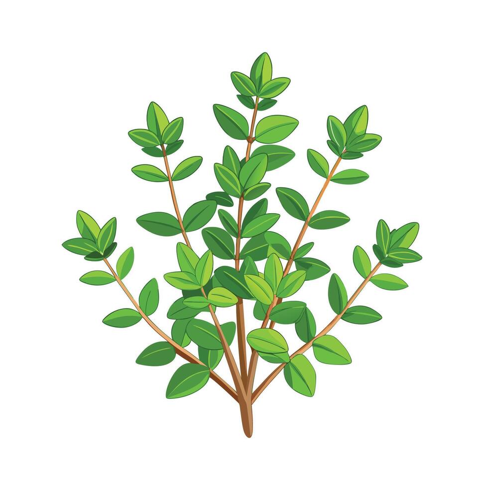 Realistic Beautiful Herbs Illustration vector