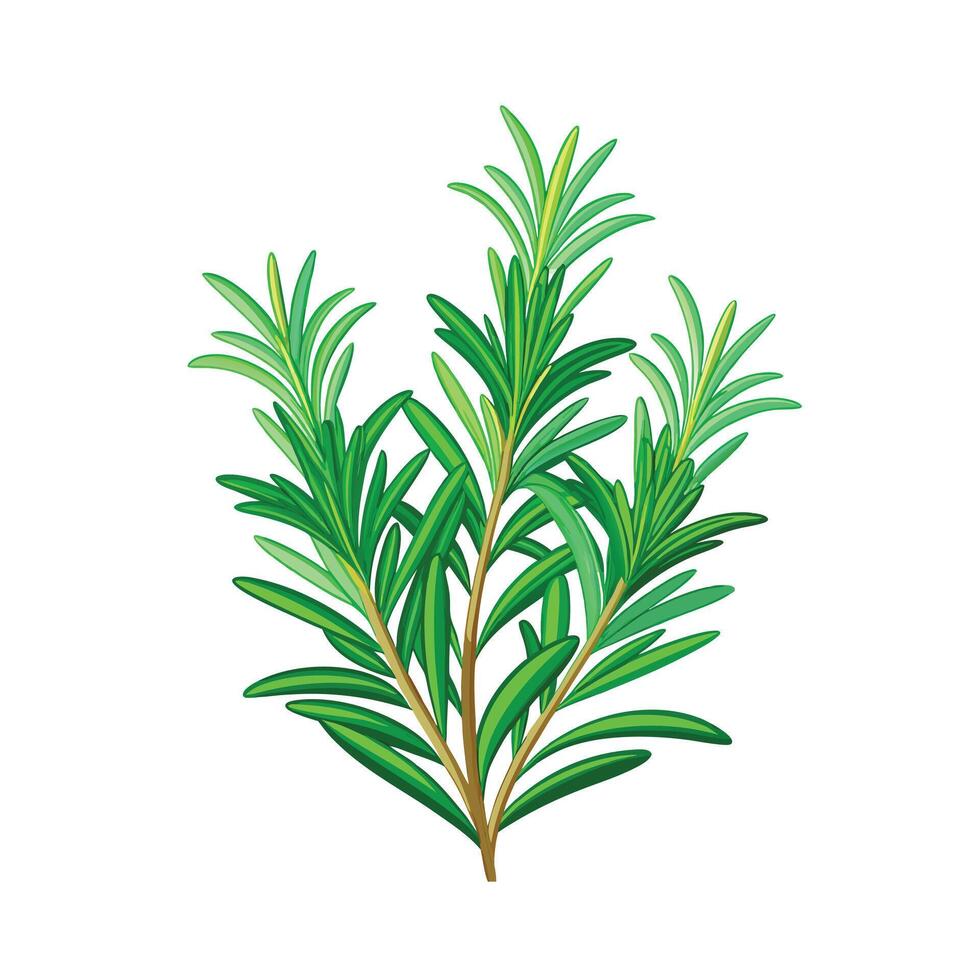 Realistic Beautiful Herbs Illustration vector