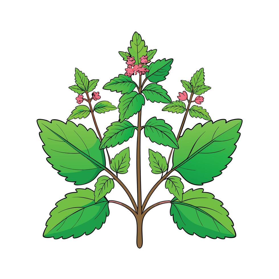 Realistic Beautiful Herbs Illustration vector