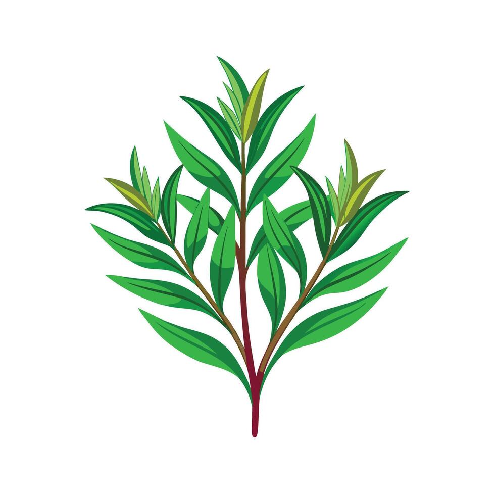 Realistic Beautiful Herbs Illustration vector
