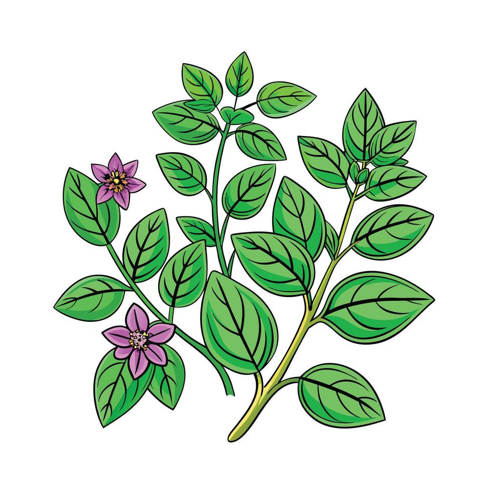Realistic Beautiful Herbs Illustration vector