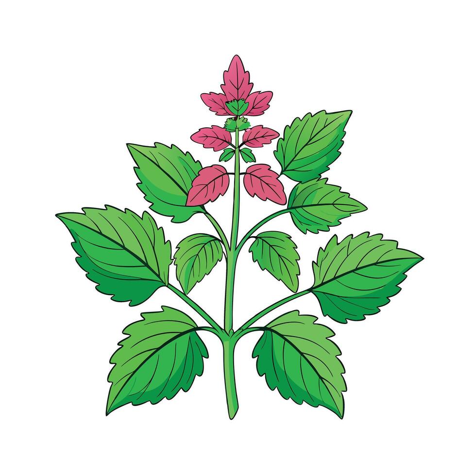 Realistic Beautiful Herbs Illustration vector