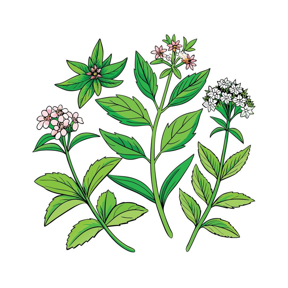 Realistic Beautiful Herbs Illustration vector