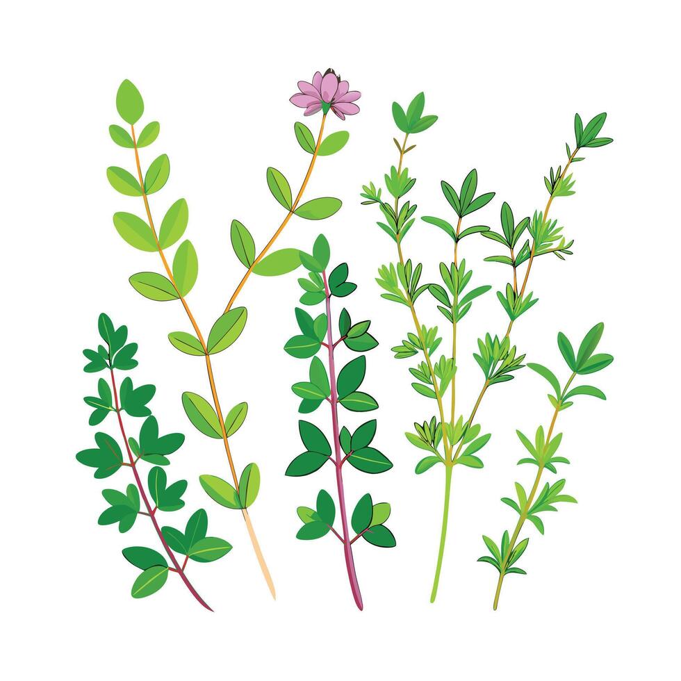 Realistic Beautiful Herbs Illustration vector