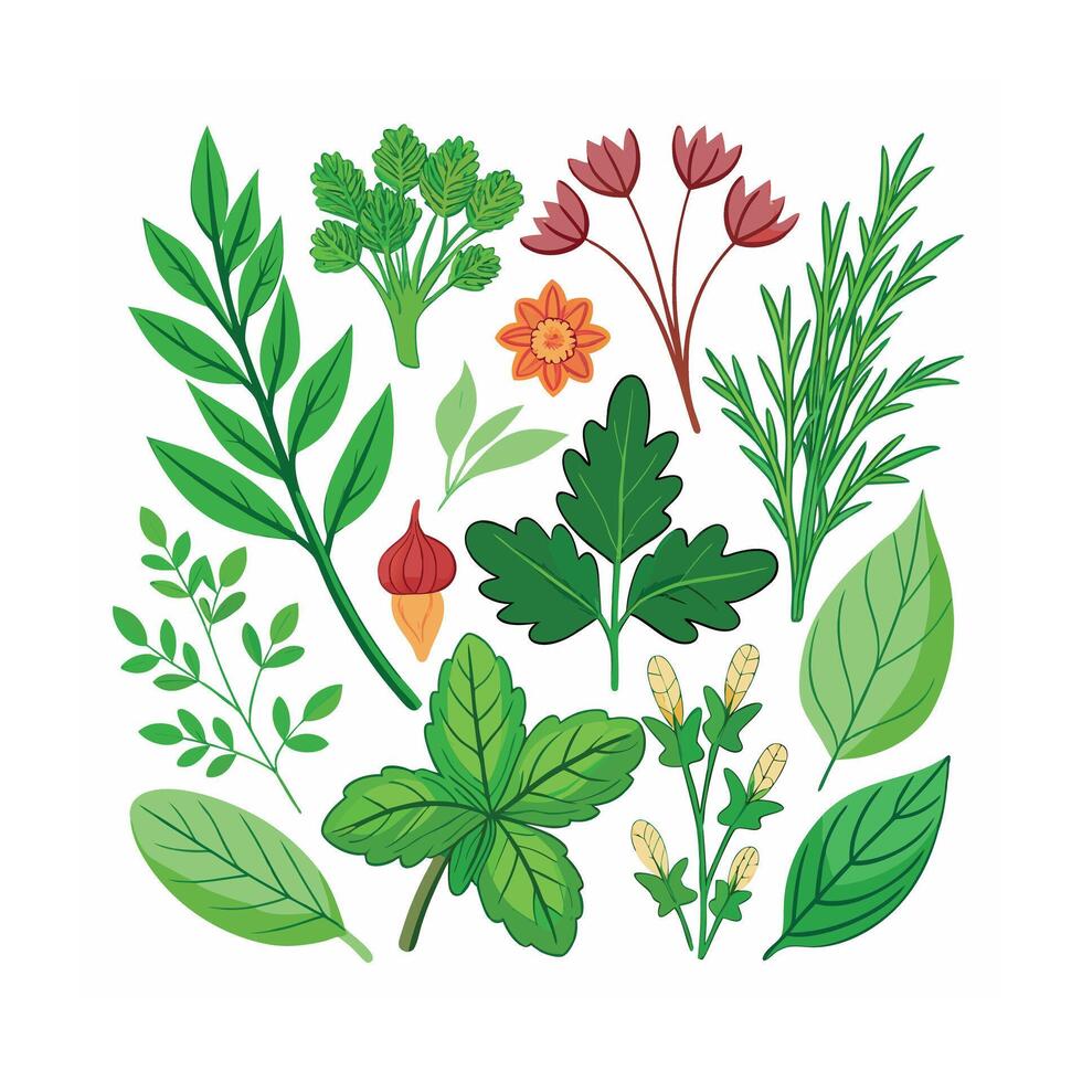 Realistic Beautiful Herbs Illustration vector