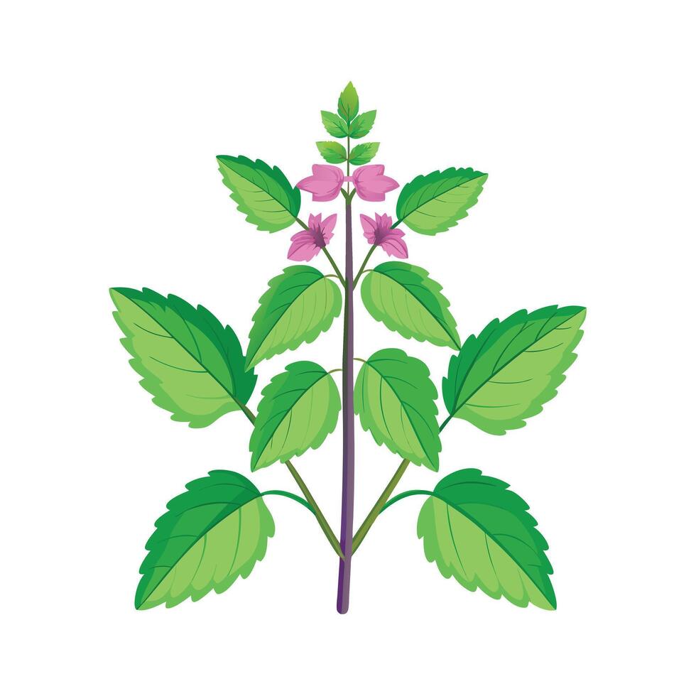 Realistic Beautiful Herbs Illustration vector