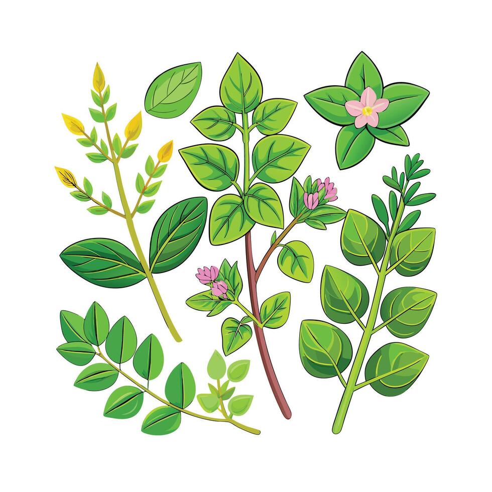 Realistic Beautiful Herbs Illustration vector