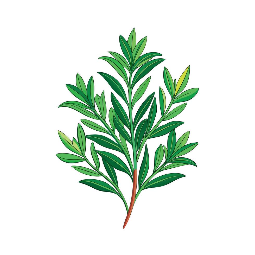 Realistic Beautiful Herbs Illustration vector
